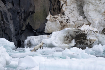 Arctic fox on an ice floe in Svalbard, blending perfectly into the frozen landscape of the high...