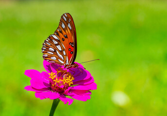Side view of a gulf fritillary butterfly feeding on nectar from a pink zinnia