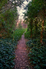 Narrow dirt path winding through lush green forest. Vertical