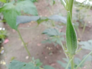 fresh vegetables in the garden