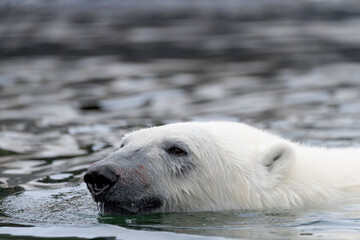 Polar bear swimming in the icy waters of Svalbard, a majestic predator perfectly adapted to the...