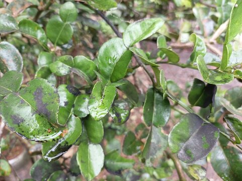 citrus hystrix leaves or kaffir lime leaves or daun jeruk purut are deep green. this leaf is commonly used as a cooking spice and treats several diseases