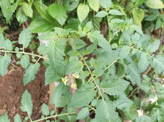 green leaves in the garden, Tomato leaves, tomato plants with green leaves