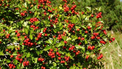 Fototapeta premium Lush hawthorn bush with bright red berries