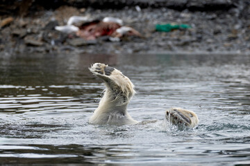 Close up of a polar bear paw rising from Arctic waters in Svalbard, a powerful symbol of survival...