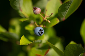 Obraz premium Fresh Blueberry in the garden on a sunny day 