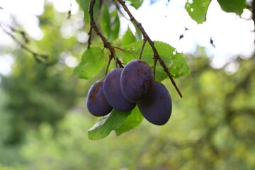 Group of four ripe plums hanging in a tight cluster on a branch, with sunlight filtering through the background. The plums have a deep purple hue and a natural sheen.
