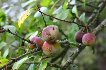 Close-up view of a cluster of unripe and ripening plums hanging on a slender branch, surrounded by...