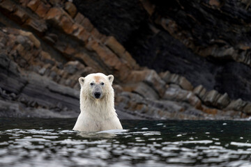 Polar bear emerging from the water near rocky shores of Svalbard, a striking symbol of Arctic...