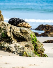A seal rests on a rocky beach