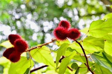 赤いトゲトゲの木のみが木になっている