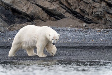 Polar bear walking along the rocky coast of Svalbard, a powerful symbol of Arctic wilderness and...