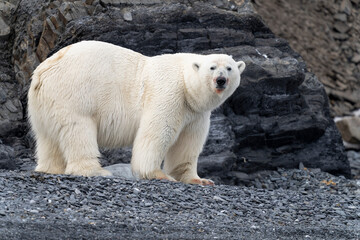 Polar bear walking along the rocky coast of Svalbard, a powerful symbol of Arctic wilderness and...