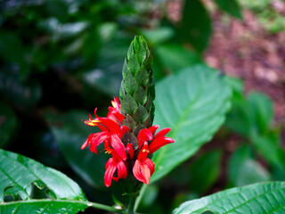 Macro shot of a Brazilian plume flower (Jacobinia carnea) showing bright red petals and fresh green foliage. Captured in natural daylight, the image highlights tropical beauty, lush growth