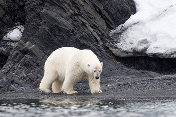 Polar bear walking along the rocky coast of Svalbard, a powerful symbol of Arctic wilderness and...