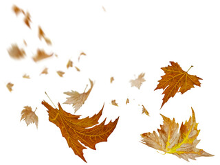 autumn leaves falling isolated for background - 3d rendering
