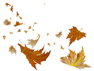 autumn leaves falling isolated for background - 3d rendering