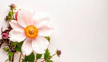 Fototapeta premium Captivating bloom of a pink peony flower nature's garden botanical photography soft background close-up view beauty and serenity