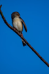 Plain Prinia A small bird perched on a thin branch against a clear blue sky, displaying brownish wings, creamy underparts, a slender tail, orange eye, and delicate pinkish legs with a sharp beak.