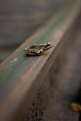 Close up of a frog on a rail
