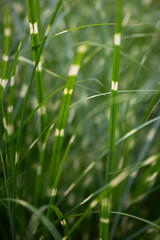 green grass in the wind