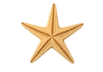 Detailed Starfish:  Perfect for Ocean-Themed Designs and Projects on white background