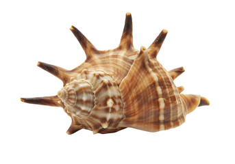 Fototapeta premium Unique Spiky Murex Seashell: Ocean Treasure, Beach Decor, Nautical Charm on white background