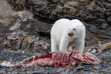 Polar bear on Svalbard feeds on a large fish along the Arctic coast, showcasing the raw power and...