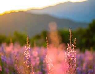 Sunset mountain wildflowers