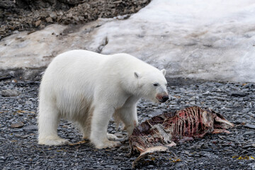 Polar bear on Svalbard feeds on a large fish along the Arctic coast, showcasing the raw power and...