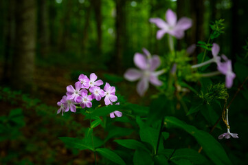 Wild geranium in its own little spot of light on the edge of the forest in Cades Cove, Great Smoky Mountains, Tennessee