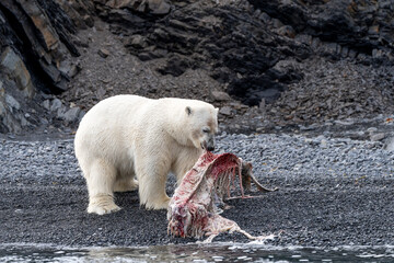 Polar bear on Svalbard feeds on a large fish along the Arctic coast, showcasing the raw power and...
