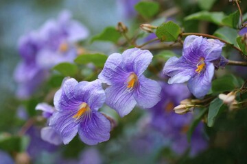 Purple flowers bloom with yellow stamens amid green leaves on blurred background