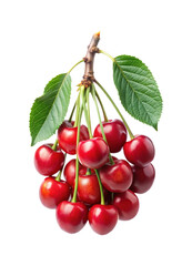 Bunch of fresh ripe sweet cherries still on the branch isolated on white