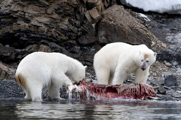 Polar bear on Svalbard feeds on a large fish along the Arctic coast, showcasing the raw power and...