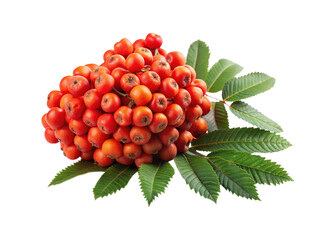 Close up of a cluster of ripe rowan berries with green leaves