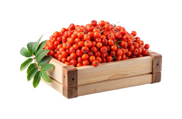 Abundance of Red Rowan Berries Freshly Harvested and Displayed in Wooden Crate