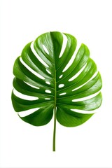 A lush bright green Monstera leaf with distinctive holes against a stark white background
