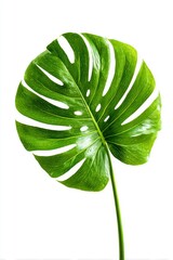 A vibrant green monstera leaf stands out against a crisp white background