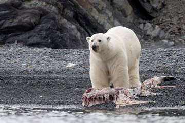 Polar bear on Svalbard feeds on a large fish along the Arctic coast, showcasing the raw power and...