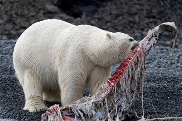 Polar bear on Svalbard feeds on a large fish along the Arctic coast, showcasing the raw power and...
