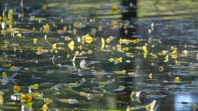 Greenery in the water