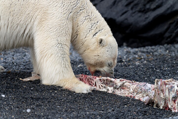 Polar bear on Svalbard feeds on a large fish along the Arctic coast, showcasing the raw power and...