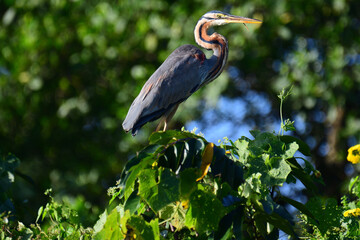 A majestic Purple Heron perched on lush green foliage, showcasing its long neck, sharp yellow beak,...