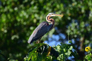 Obraz premium A majestic Purple Heron perched on lush green foliage, showcasing its long neck, sharp yellow beak, striking chestnut and grey plumage, and piercing yellow eyes against a blurred natural green.