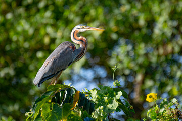 A majestic Purple Heron perched on lush green foliage, showcasing its long neck, sharp yellow beak,...