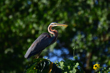 A majestic Purple Heron perched on lush green foliage, showcasing its long neck, sharp yellow beak,...