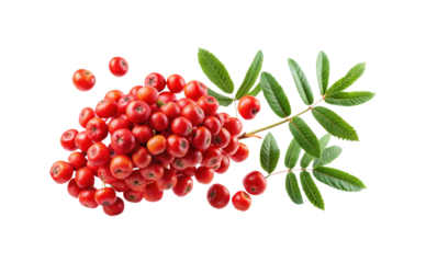 A close up view of European Rowan fruits and vibrant green leaves