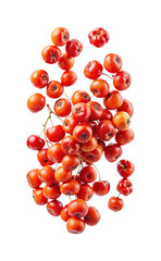 Vibrant cluster of red rowan berries suspended against a clean white backdrop