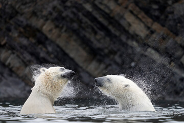 Polar bear mother and cub play in Arctic waters of Svalbard, their mock fight blending strength,...